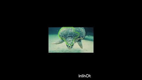 enjoy turtle 🐢🐢