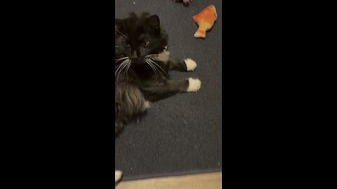 Willy after eating dinner.