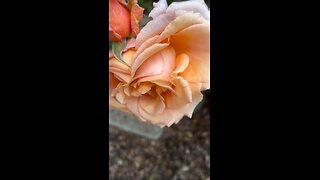 Pink roses -beautiful