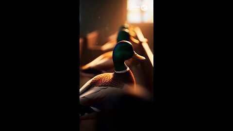 Duck Church (what happened to Notre Dame)