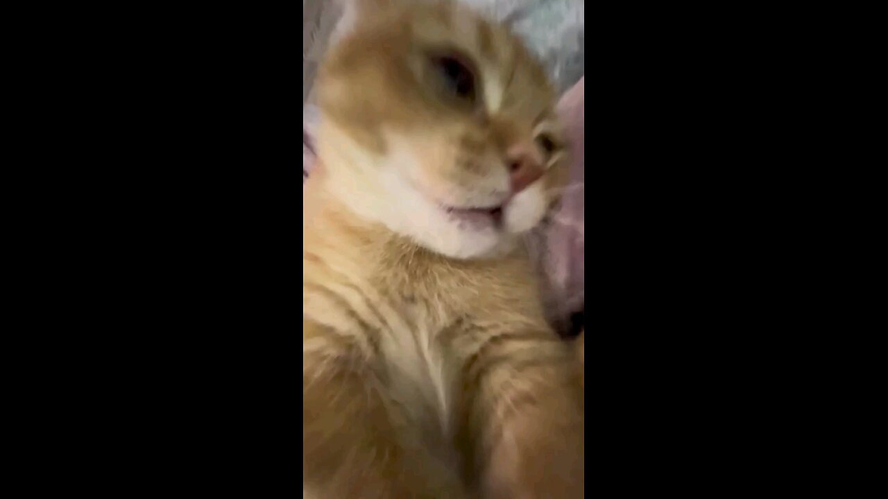 😇🐈🤩🐈 my cute cat