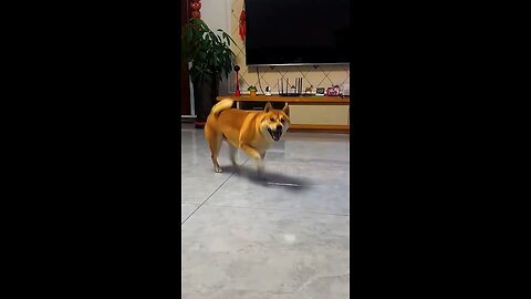 Funny dog video.