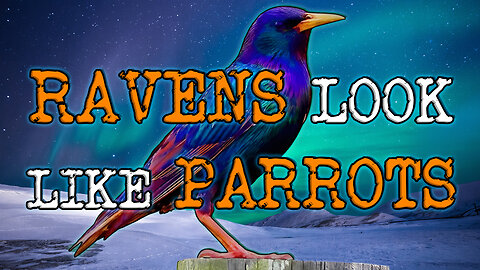 Ravens Look Like PARROTS to Reindeer: And They Even TALK!