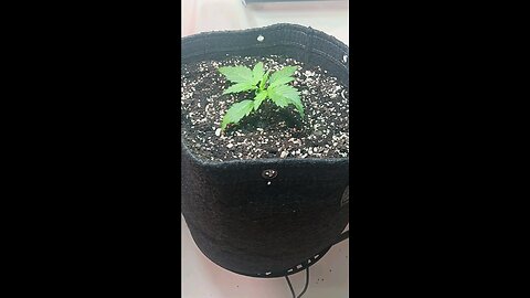 Gorilla Cookies auto week 1 day 3