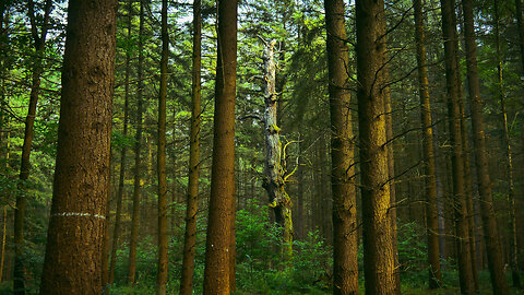 Dead Tree SURROUNDED by Singing Birds What's the Magic