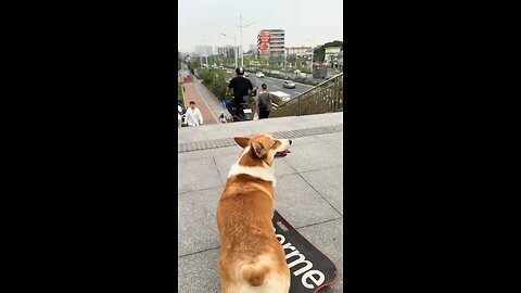 A puppy rides a skateboard.