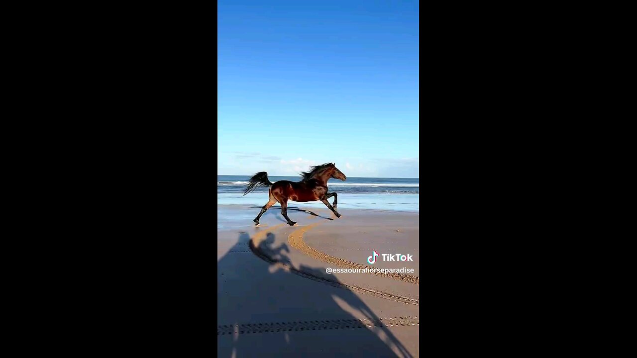 ✨️Epic! Horse Running In The Beach 🏖#viral #happy #top #trend #world #animal #espiritual #freedom