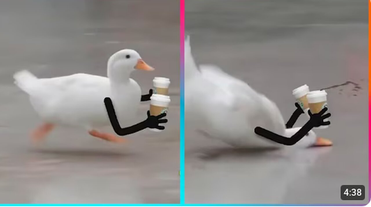 Birds with Arms being the Funniest Thing Ever