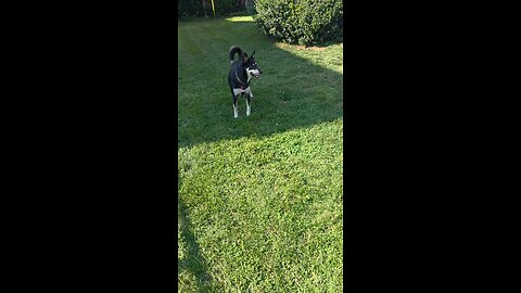 Dog days of summer