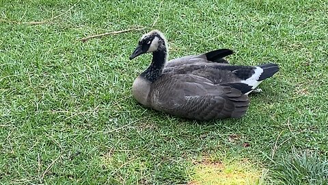 I’m filming 6 Canada Goose and 3 of them have yellow hair feather July 18 2025