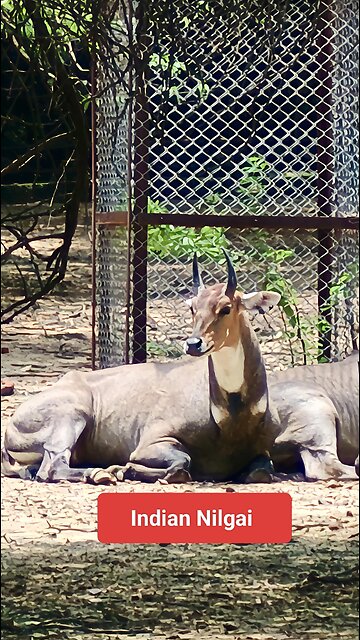 A symbol of wild elegance. #IndianNilgai #WildlifeIndia #BlueBull