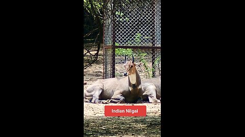 A symbol of wild elegance. #IndianNilgai #WildlifeIndia #BlueBull