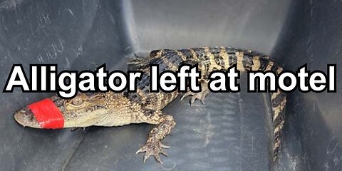 Alligator left at motel