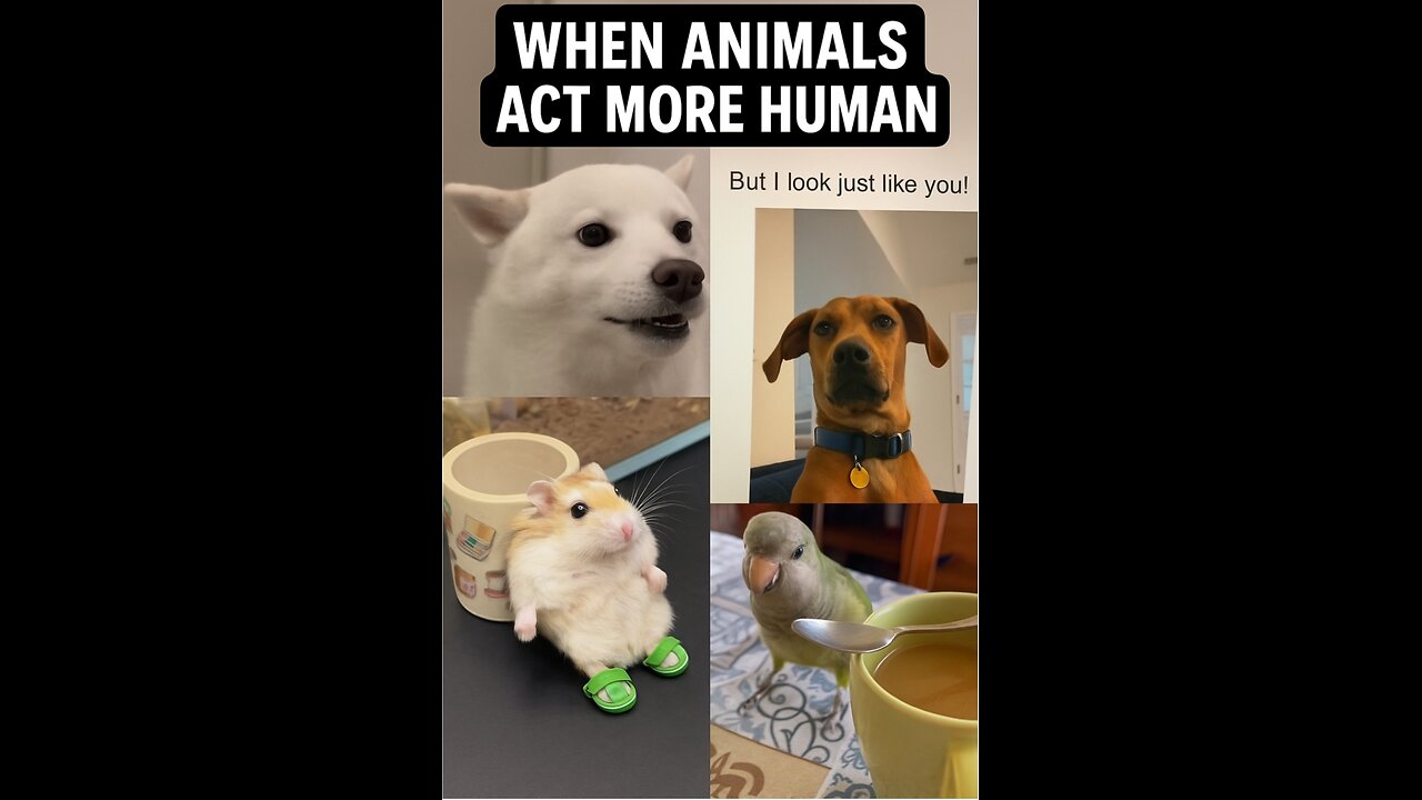 When Animals Get Silly: Funny and Adorable Moments!