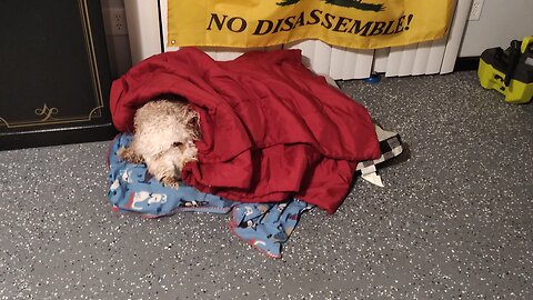 the poor baby... #yoshidoodledandy #labradoodle #dog #puppy