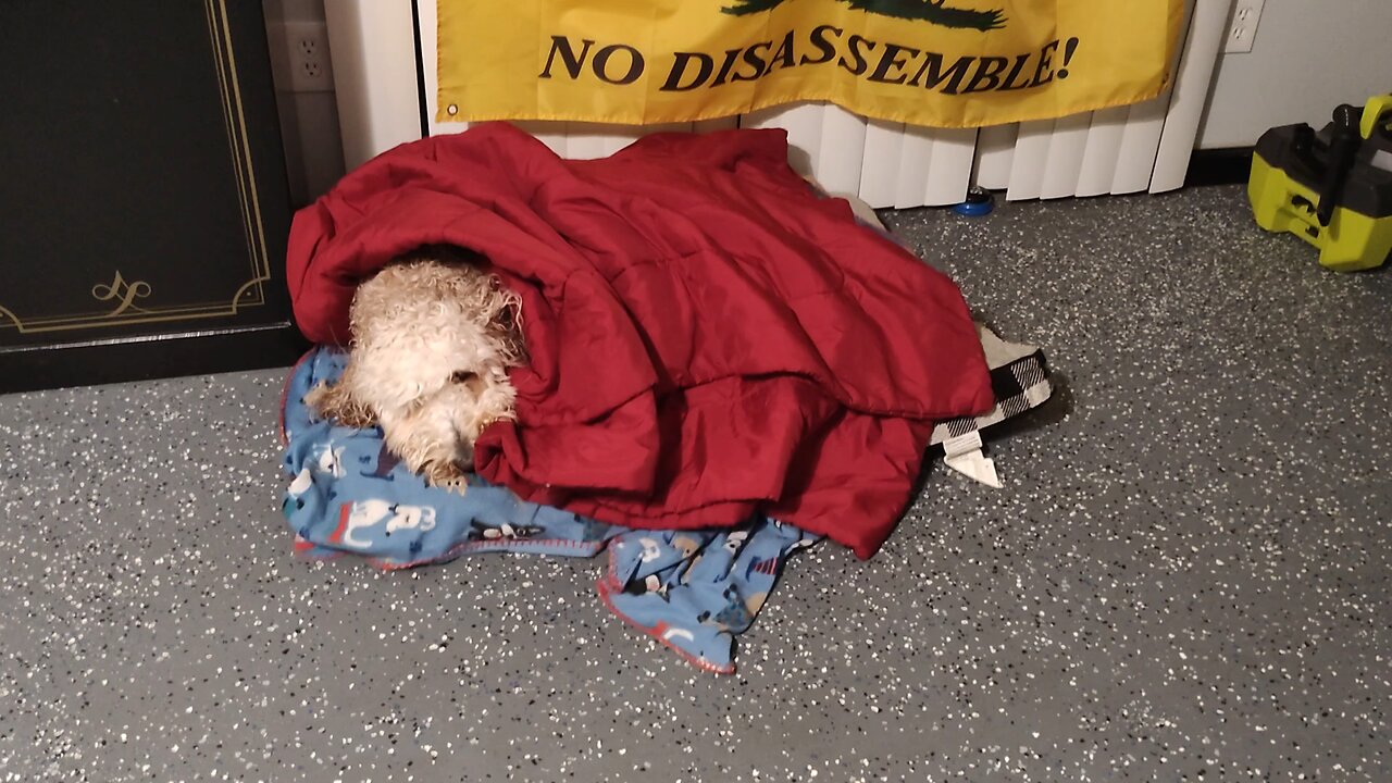 the poor baby... #yoshidoodledandy #labradoodle #dog #puppy