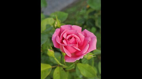 🌸🪷Crystal's Roses🪷🌸