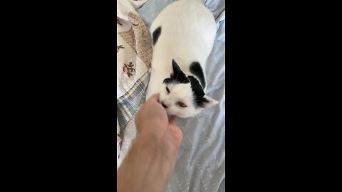 Pablo The Cat