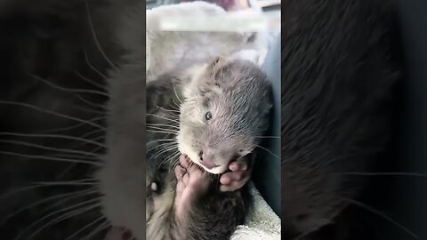 Otter came to the peoples house to ask for help and they became her family