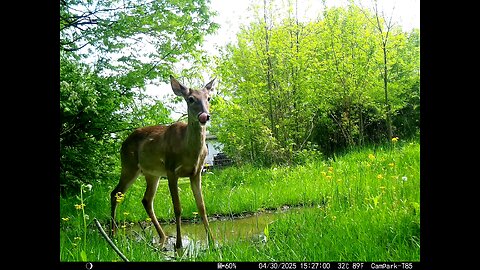 Deer Cam Buck 04-30-2025