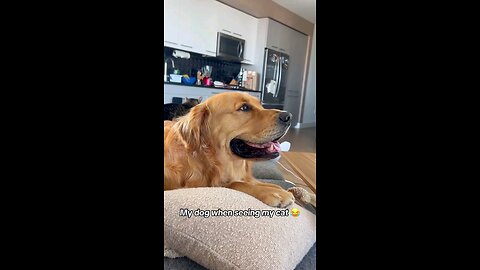 Funny Animals
