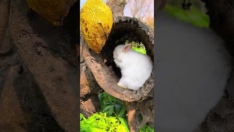 Little rabbit eats honey and wishes you a sweet life Cute pet debut plan Rabbit rural cute pet