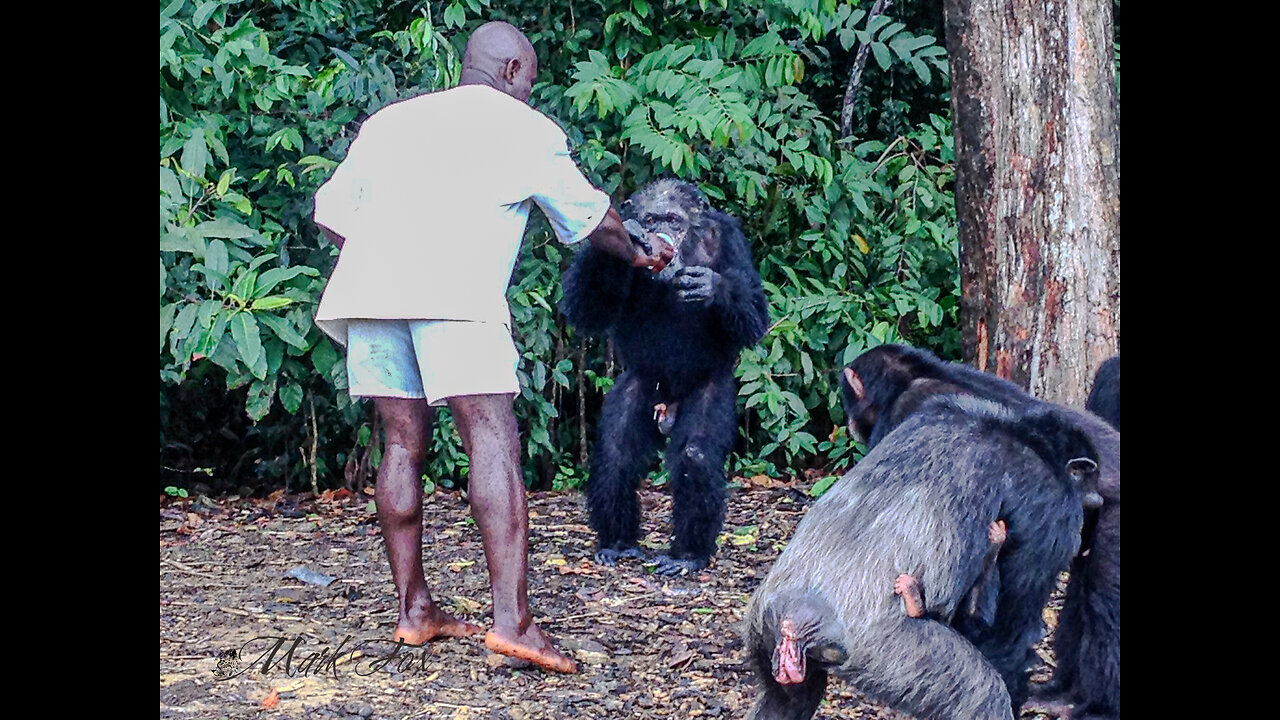 THE CHIMP's STORY