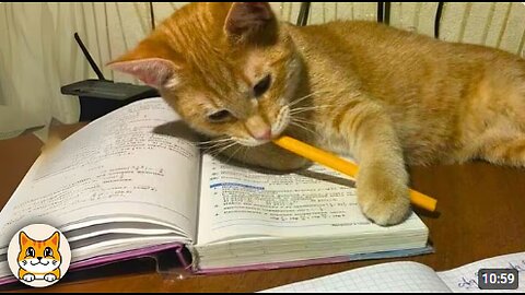 Smart Cats Outsmarting Humans 😂 Funny Cat Videos 2025