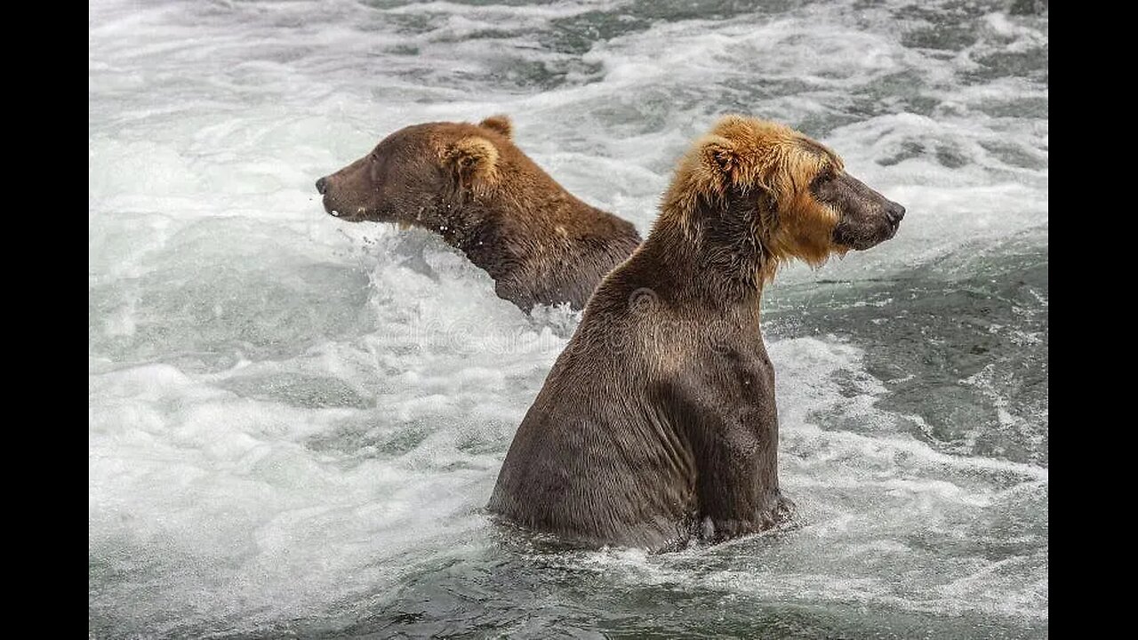 Live Feed: Bears Fishing, Aquarium/Wildlife