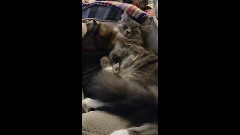 Smokey gets done much needed grooming