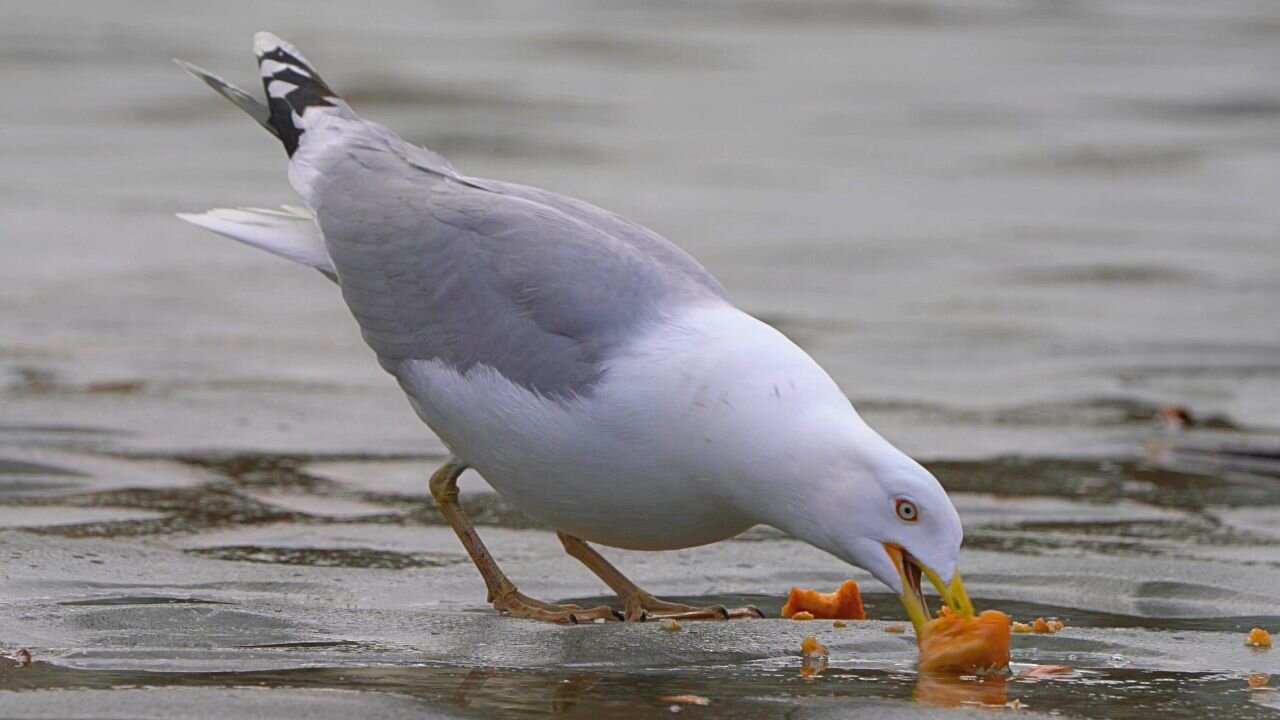 Female European Herring Gull Eating Something on the Ice