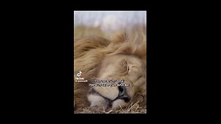 Do you know what happens when you wake up a Lion?