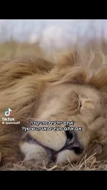 Do you know what happens when you wake up a Lion?