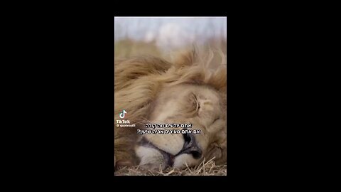 Do you know what happens when you wake up a Lion?