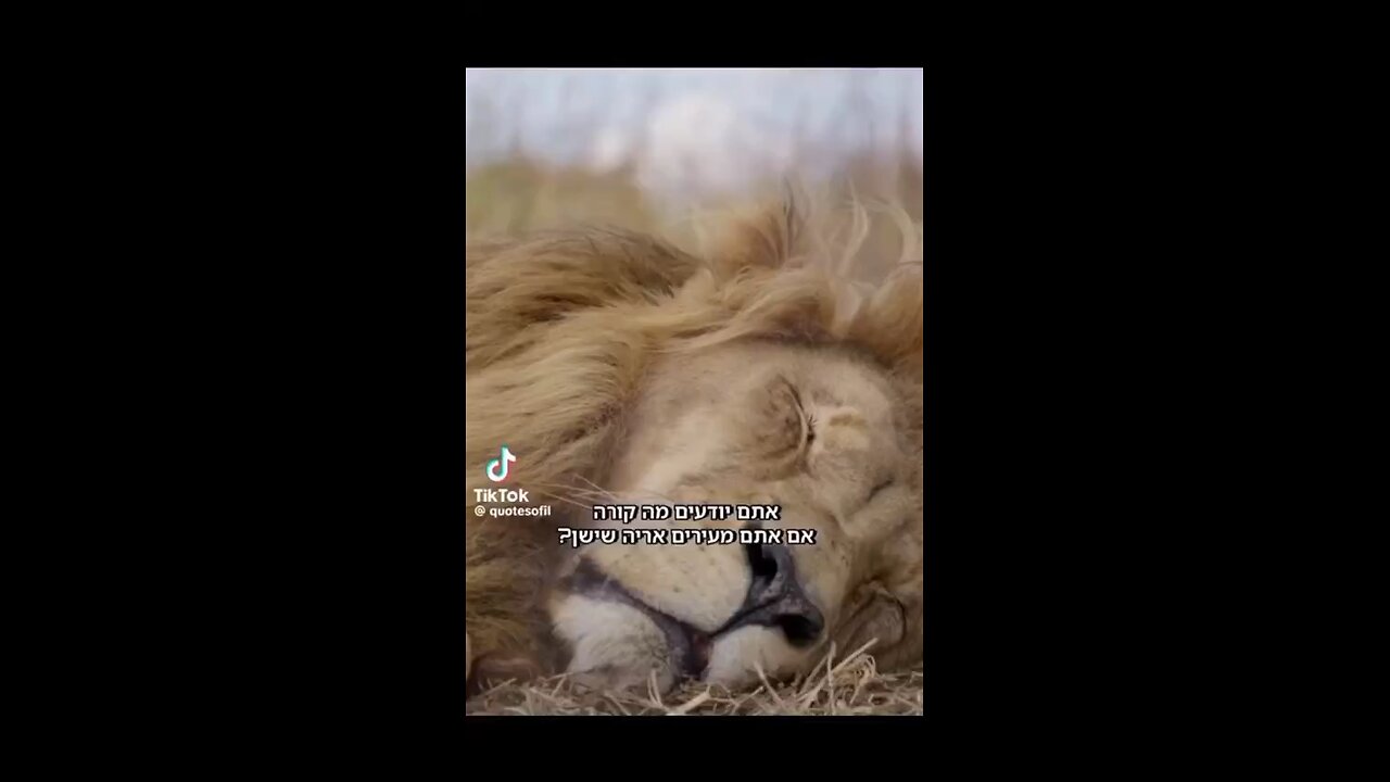 Do you know what happens when you wake up a Lion?