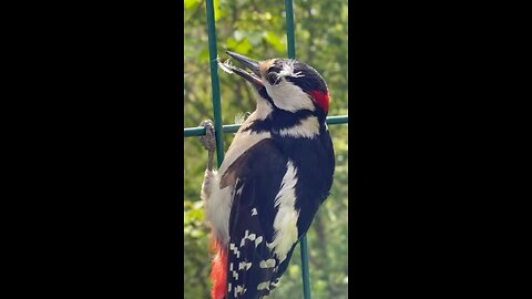 woodpecker