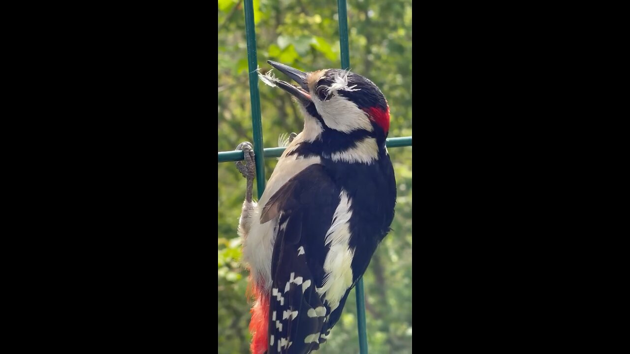 woodpecker