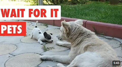 Unexpected Animal Moments | Funny Pet Video Compilation | The Pet Collective