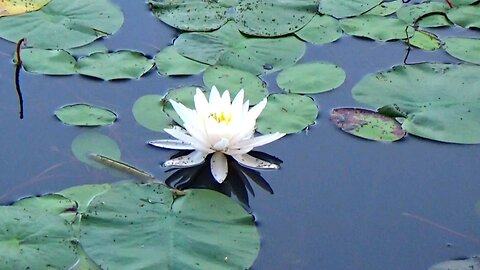Water Lily