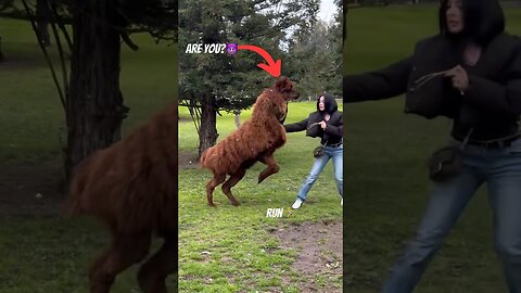 The Animals #funnyanimals #animals #pets #shorts