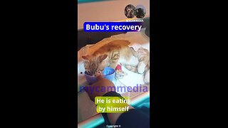 Bubu the kitten's condition.