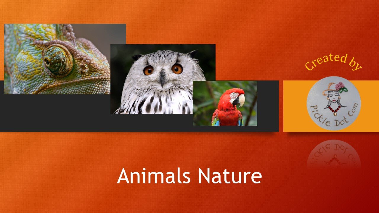 Wild Animals in Nature | Relaxing & Viral Wildlife Moments 🌿