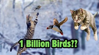 Cats VS Birds