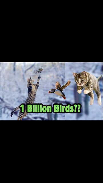 Cats VS Birds