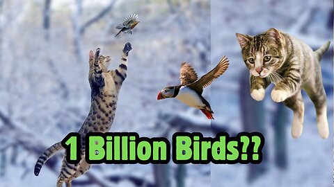 Cats VS Birds