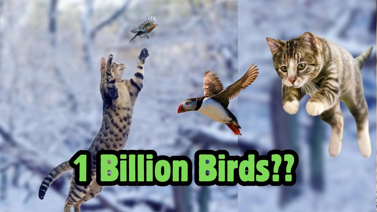 Cats VS Birds