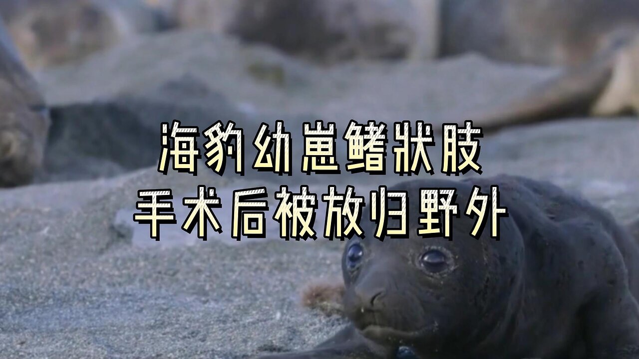 海豹幼崽鳍状肢手术后被放归野外