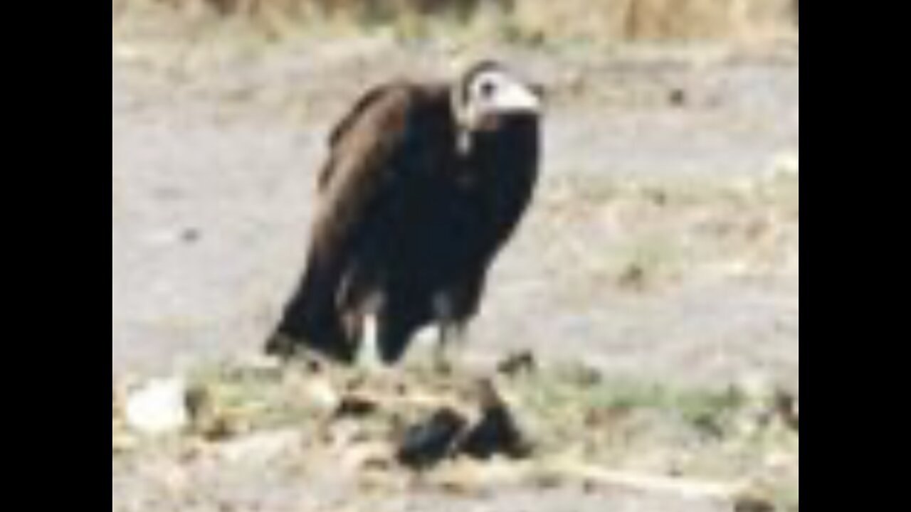 VULTURE