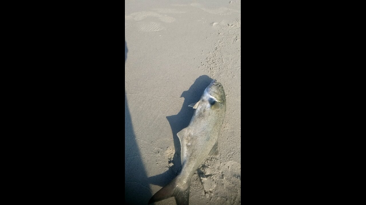 Its blue...yaba de yabada yaba de yaba do