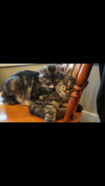 Are They CUDDLING…or FIGHTING?